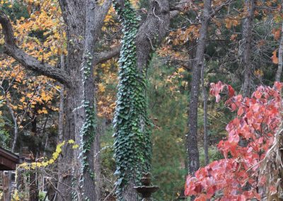 fountain in the forest at Crystal Cove Branson MO